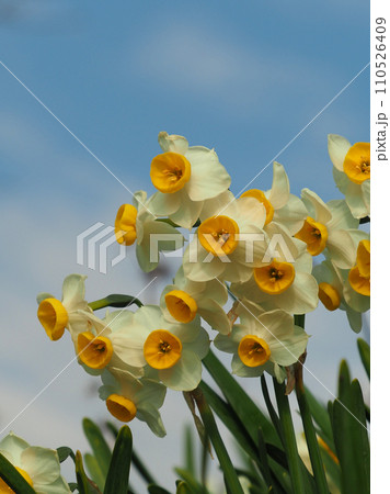 スイセン(Narcissus) スイセン(Narcissus) 110526409