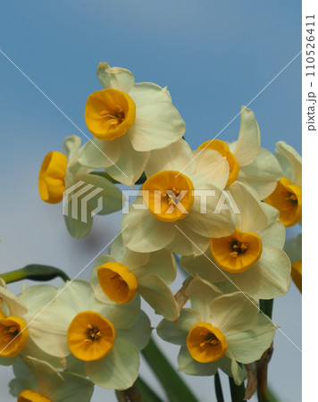 スイセン(Narcissus) スイセン(Narcissus) 110526411