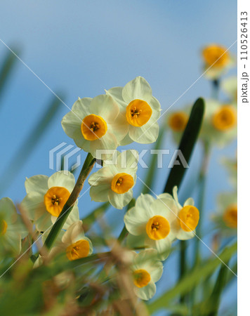 スイセン(Narcissus) スイセン(Narcissus) 110526413