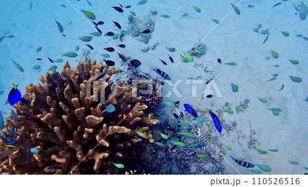 沖縄県慶良間諸島阿嘉島の珊瑚礁 110526516