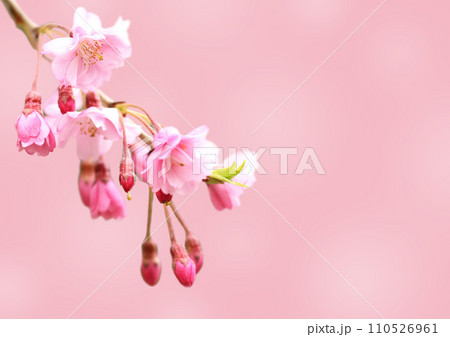 桜の花 桜の花 110526961