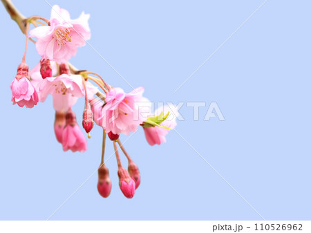 桜の花 桜の花 110526962