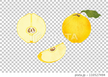 マルメロ 110527494