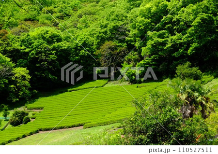 緑に囲まれた茶畑　【相模原市津久井　5月】 110527511