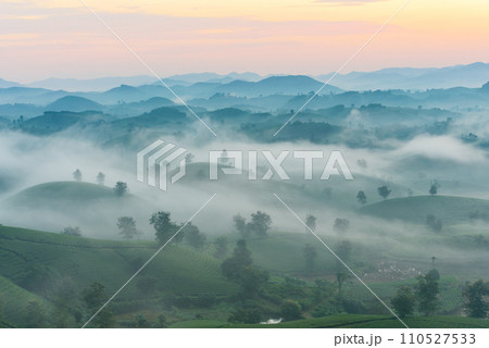 Sunrise on Long Coc tea hill, Phu Tho province, Vietnam. 110527533