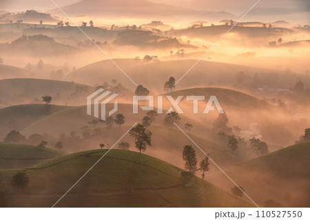 Sunrise on Long Coc tea hill, Phu Tho province, Vietnam. 110527550