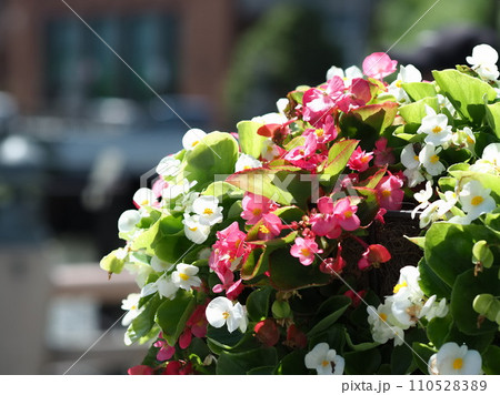 市街地を彩るベゴニア（松本市） 110528389