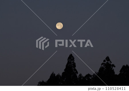 日の出間近、杉の木の上に月齢14.1十二月の満月 日の出間近、杉の木の上に月齢14.1十二月の満月 110528411