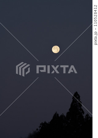 日の出間近、杉の木の上に月齢14.1十二月の満月 110528412