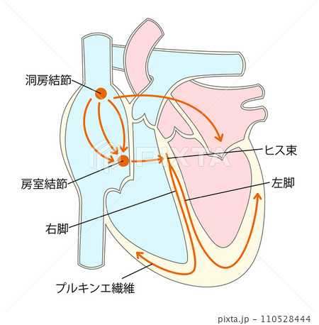 心臓の刺激伝導系のイラスト1 心臓の刺激伝導系のイラスト1 110528444