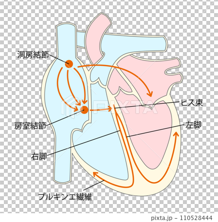 心臓の刺激伝導系のイラスト1 心臓の刺激伝導系のイラスト1 110528444