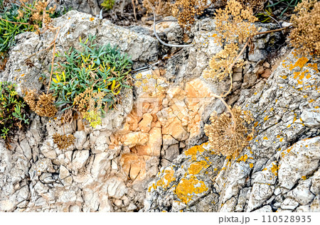 Various grassy plants growing on rocky mountain surface near sea with orange fungi in sunlight Various grassy plants growing on rocky mountain surface near sea with orange fungi in sunlight 110528935