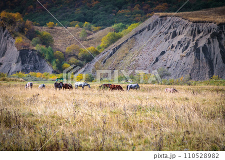 Herd of wild horses in the mountains Herd of wild horses in the mountains 110528982