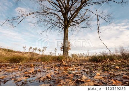 Late autumn, early winter wide angle landscape with tree and fallen leaves on foreground Late autumn, early winter wide angle landscape with tree and fallen leaves on foreground 110529286