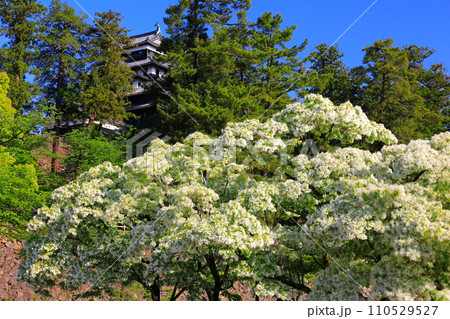 【島根県】快晴下の松江城天守閣(国宝) 【島根県】快晴下の松江城天守閣(国宝) 110529527