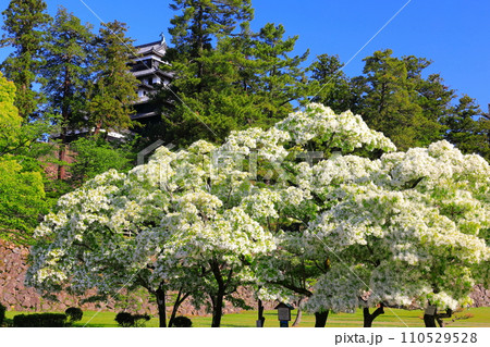 【島根県】快晴下の松江城天守閣（国宝） 110529528