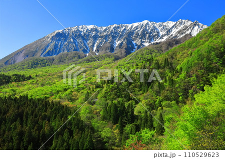 【鳥取県】鍵掛峠から見た冠雪した大山と新緑　 110529623