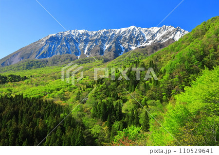 【鳥取県】鍵掛峠から見た冠雪した大山と新緑　 110529641