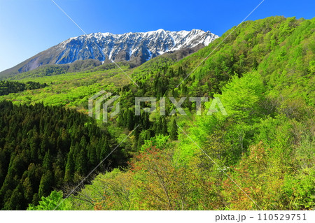 【鳥取県】鍵掛峠から見た冠雪した大山と新緑　 110529751
