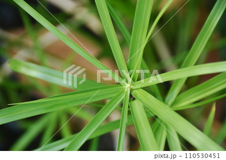 umbrella plant water tree growing from basin in garden umbrella plant water tree growing from basin in garden 110530451