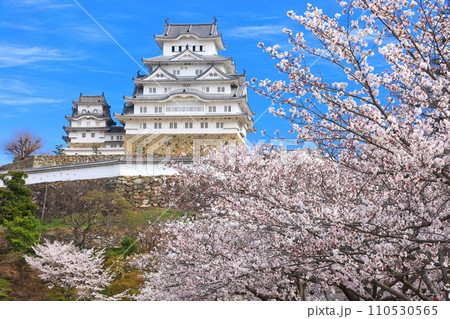 【兵庫県】晴天の姫路城と満開の桜 110530565