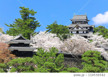【島根県】桜が満開の松江城天守閣と南櫓(国宝) 【島根県】桜が満開の松江城天守閣と南櫓(国宝) 110530582