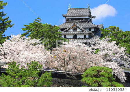 【島根県】桜が満開の松江城天守閣と南櫓（国宝） 110530584