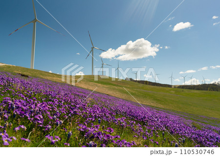 spring violet flowers in the hills on the background of wind generators 110530746