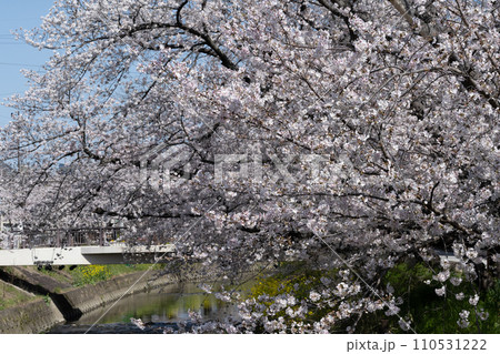 川沿いに咲く満開の桜 110531222
