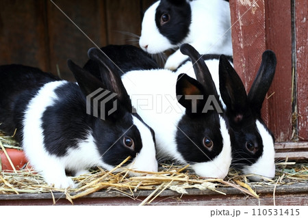 Black and white young rabbits in a hutch 110531415