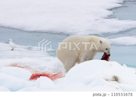 Polar bear eating seal on pack ice 110531678
