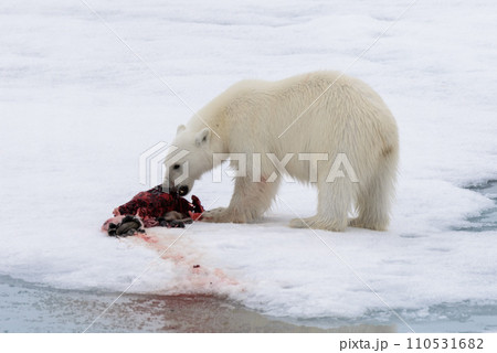 Polar bear eating seal on pack ice 110531682