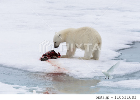 Polar bear eating seal on pack ice 110531683