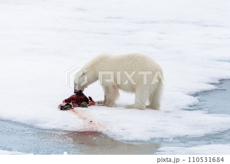 Polar bear eating seal on pack ice 110531684