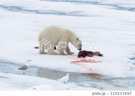 Polar bear eating seal on pack ice Polar bear eating seal on pack ice 110531697