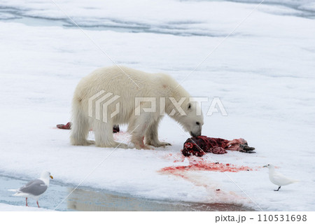 Polar bear eating seal on pack ice Polar bear eating seal on pack ice 110531698
