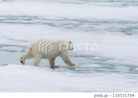 Polar bear (Ursus maritimus) going on the pack ice north of Spitsbergen Island, Svalbard 110531704