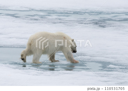 Polar bear (Ursus maritimus) going on the pack ice north of Spitsbergen Island, Svalbard Polar bear (Ursus maritimus) going on the pack ice north of Spitsbergen Island, Svalbard 110531705