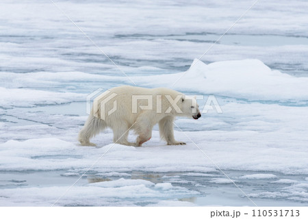 Polar bear (Ursus maritimus) going on the pack ice north of Spitsbergen Island, Svalbard 110531713