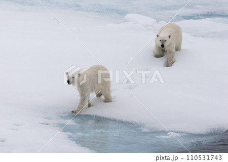 Polar bear (Ursus maritimus) mother and cub on the pack ice, north of Svalbard Arctic Norway Polar bear (Ursus maritimus) mother and cub on the pack ice, north of Svalbard Arctic Norway 110531743