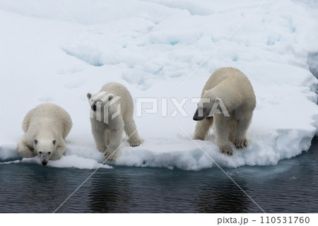 Polar bear (Ursus maritimus) mother and twin cubs on the pack ice, north of Svalbard Arctic Norway 110531760