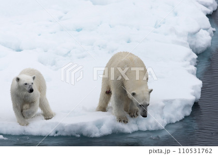 Polar bear (Ursus maritimus) mother and cub on the pack ice, north of Svalbard Arctic Norway 110531762