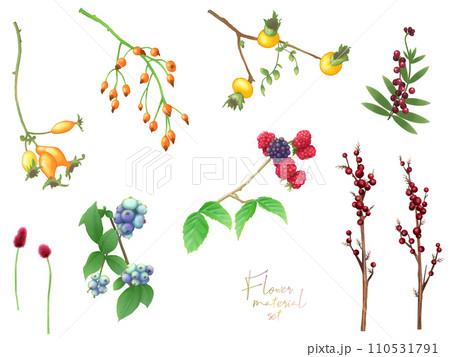 花の素材セット(実) 花の素材セット(実) 110531791