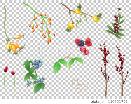 花の素材セット(実) 花の素材セット(実) 110531791