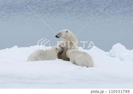 Polar bear mother feeding her cubs on the pack ice, north of Svalbard Arctic Norway Polar bear mother feeding her cubs on the pack ice, north of Svalbard Arctic Norway 110531799