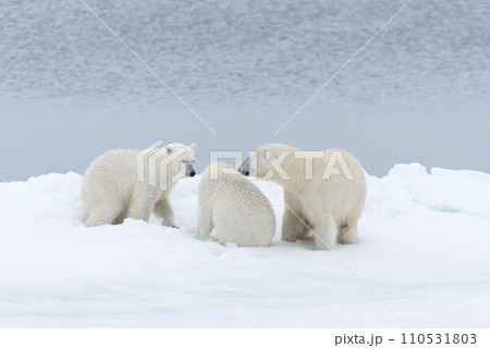 Polar bear (Ursus maritimus) mother and twin cubs on the pack ice, north of Svalbard Arctic Norway Polar bear (Ursus maritimus) mother and twin cubs on the pack ice, north of Svalbard Arctic Norway 110531803