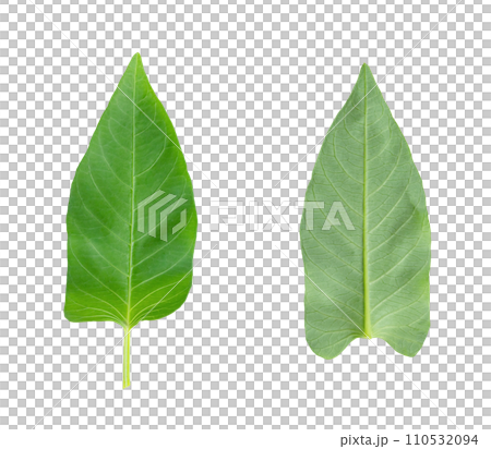 leaf of morning glory isolate , Green leaves pattern leaf of morning glory isolate , Green leaves pattern 110532094