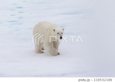 Polar bear (Ursus maritimus) on the pack ice north of Spitsbergen Island, Svalbard 110532180