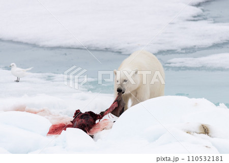 Polar bear eating seal on pack ice 110532181