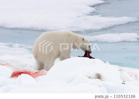 Polar bear eating seal on pack ice 110532186